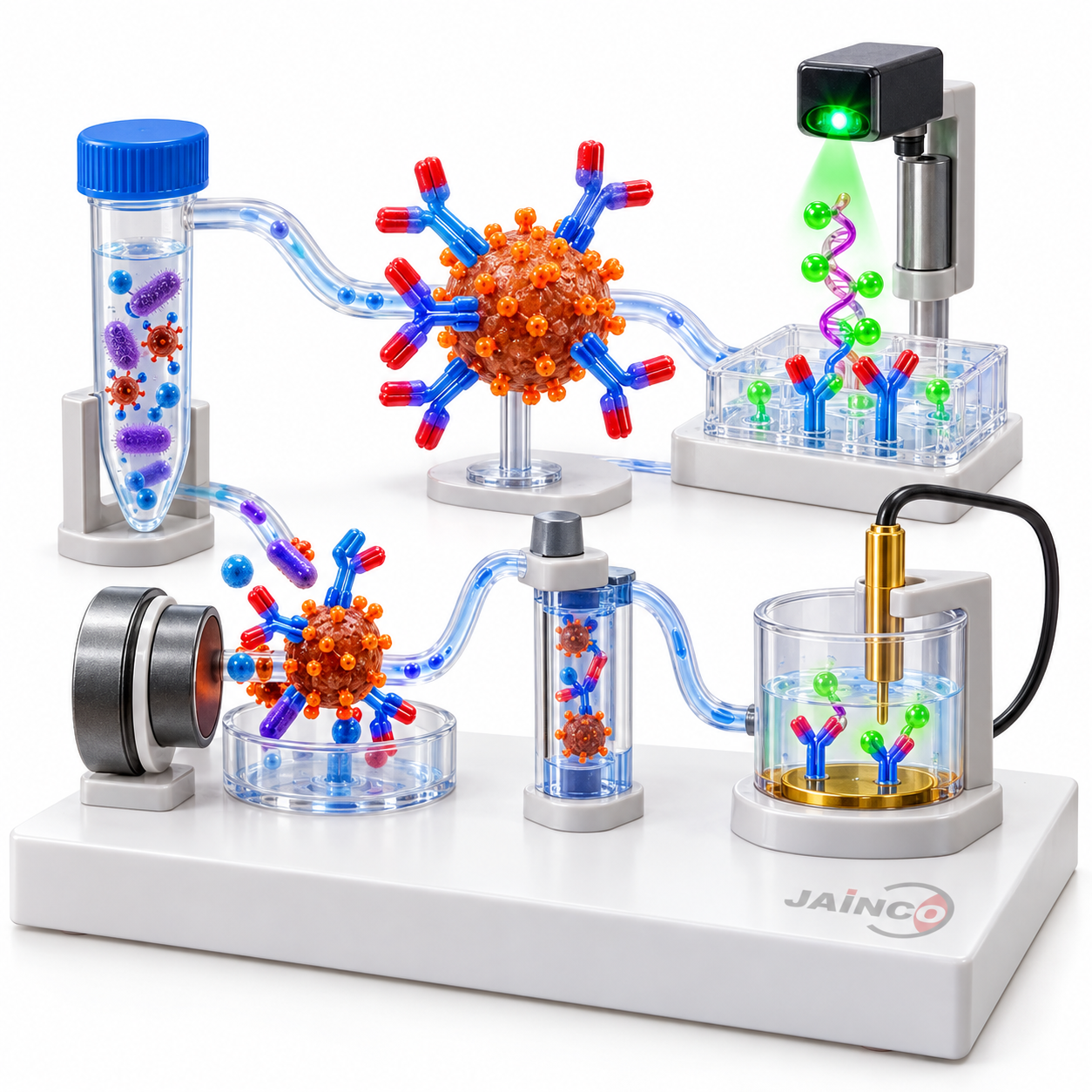 Immunological Detection of Microorganisms Model
